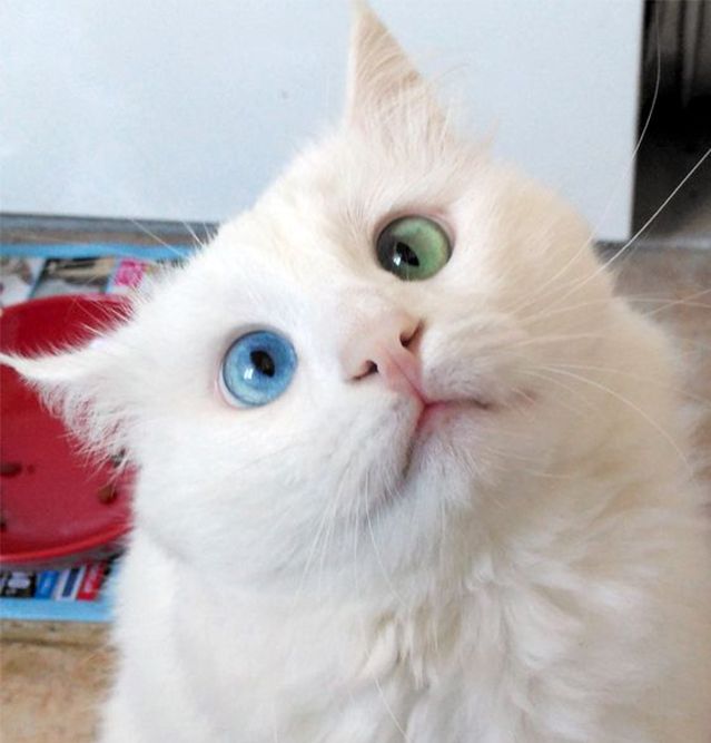 گربه ای با چشمان دو رنگ + تصاویر