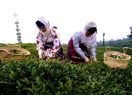 کشاورزان در انتظار تعیین نرخ برگ سبز چای/ کشت فراسرزمینی پس از استفاده از ظرفیت داخلی عملیاتی شود