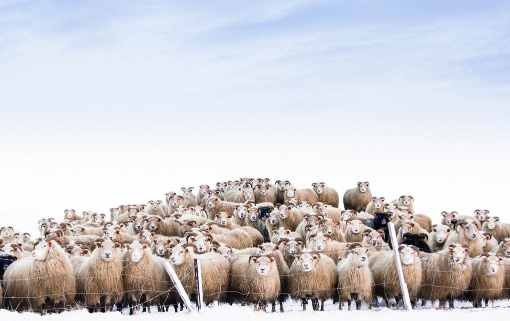 عکس روز نشنال جئوگرافیک / علاقه گله گوسفندها به دوربین عکاسی