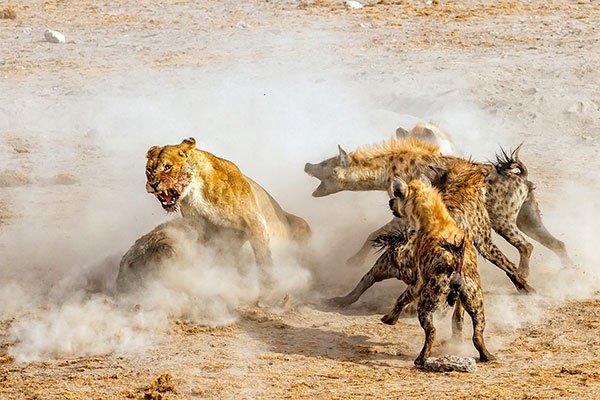 تصویر خارق‌العاده جنگ شیر و کفتارها/عکس شرکت کننده در رقابت نشنال جئوگرافیک