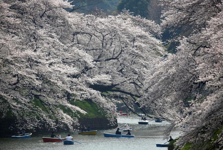 جشن شکوفه های گیلاس در ژاپن