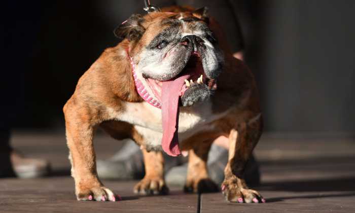 مسابقه زشت ترین سگ دنیا