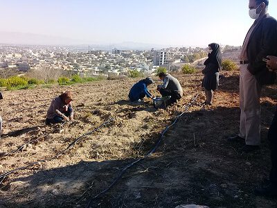 کشت گیاه دارویی آویشن در مزرعه آموزشی و تحقیقاتی دانشگاه پیام نور جهرم