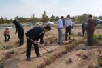 نخستین مزرعه تحقیقاتی کشت و برداشت گل محمدی در مرکز رفسنجان احداث شد