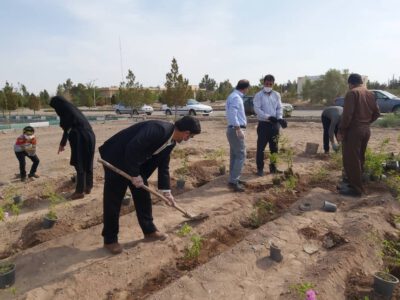 نخستین مزرعه تحقیقاتی کشت و برداشت گل محمدی در مرکز رفسنجان احداث شد